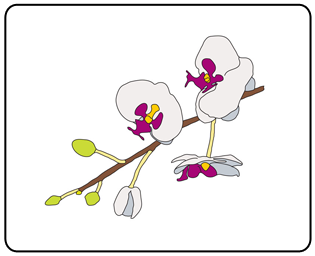 Orchids Illustration